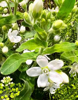 Photo, flower, a flower, closeup, 