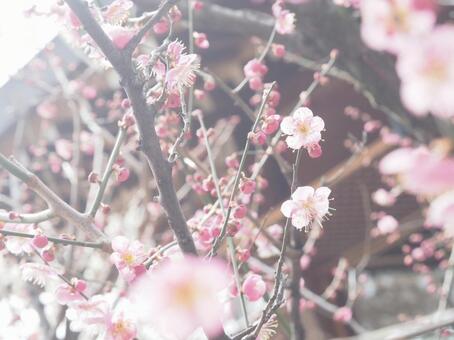 梅の花のクローズアップ　春の背景素材 梅,梅の花,自然の写真素材