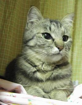 猫(キジトラ) 猫(キジトラ)の写真