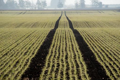 トラクターの轍が残る、規則的な畑のうね 畑,農地,トラクターの轍の写真素材
