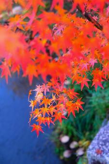 紅葉と水面 紅葉と水面 京都,紅葉,秋の写真素材