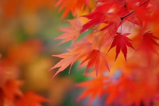 秋の紅葉 秋の紅葉の写真