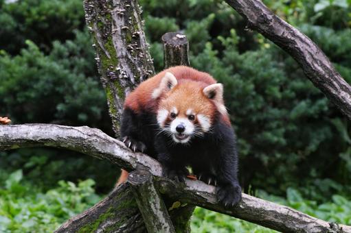 A red panda roaring towards me from a tree, JPG A red panda roaring towards me from a tree, JPG