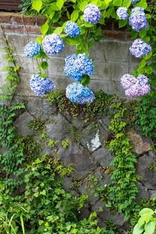カラフルな紫陽花 花,植物,葉の写真素材