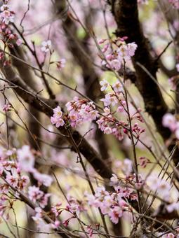 桜の花のアップ 桜の花のアップの写真