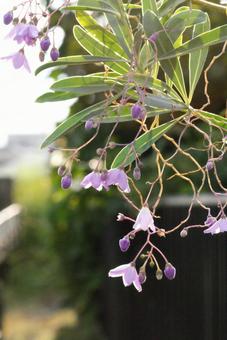 ルリヤナギ ルリヤナギ 瑠璃柳,紫,薄紫の写真素材