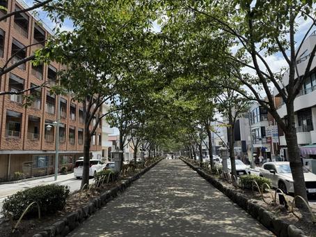 夏の若宮大路の段葛 夏の若宮大路の段葛 鎌倉,鶴岡八幡宮,若宮大路の写真素材
