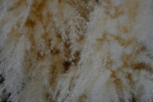 Pampas Grass, JPG