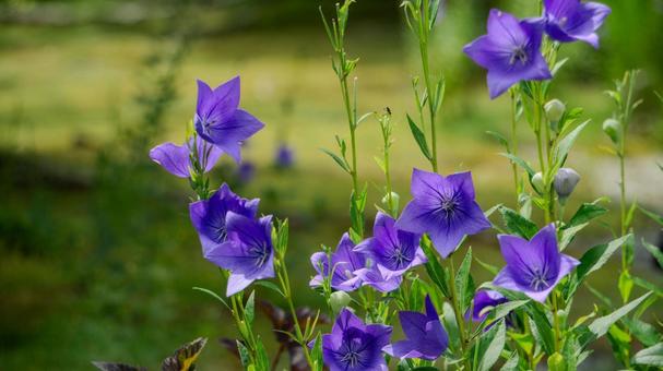 秋の花:紫の桔梗の花々 秋の花:紫の桔梗の花々 桔梗,花,秋の写真素材