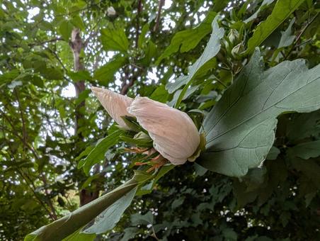 つぼみの白い酔芙蓉 つぼみの白い酔芙蓉の写真