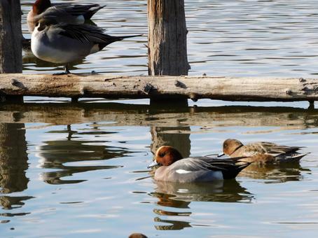 カモ カモの写真