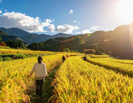 秋晴れの田園と黄金色の稲穂の写真
