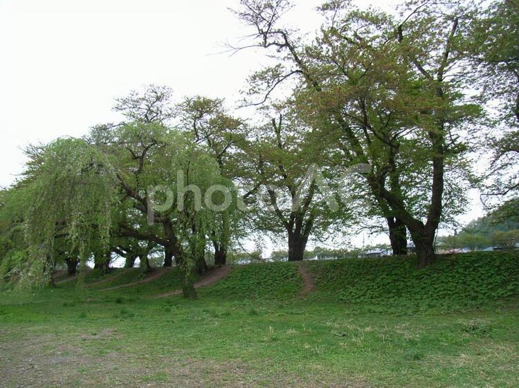 桧木内川堤 角館,佐竹,みちのくの小京都の写真素材
