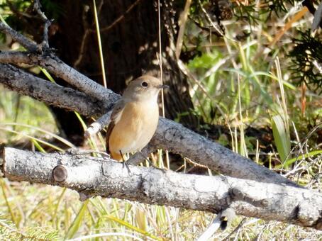 【鳥の写真】ジョウビタキ♀ ジョウビタキ,常鶲,自然の写真素材