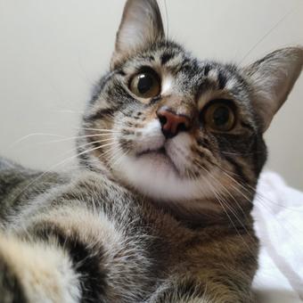 自撮りする猫の写真