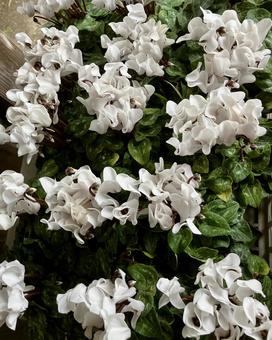 花★シクラメン（白） シクラメン,白,フラワーの写真素材