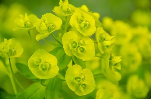 マツバトウダイの花の写真