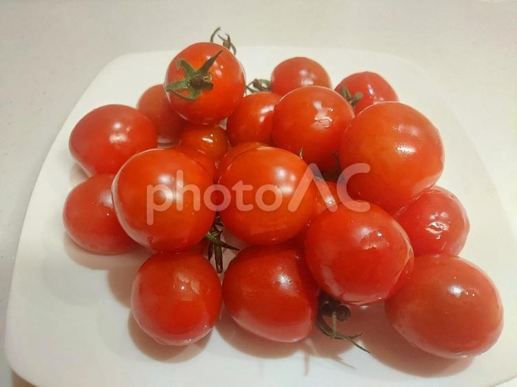 みずみずしいミニトマト！ トマト,野菜,夏の写真素材