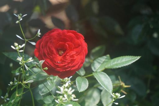 薔薇 薔薇の写真
