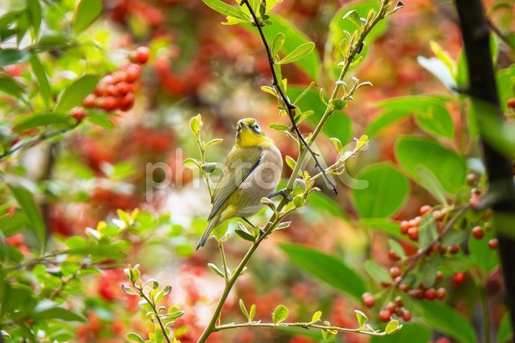 木の枝にとまるメジロ メジロ,鳥,野鳥の写真素材