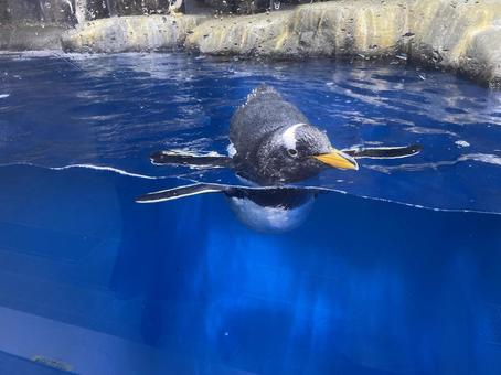 ペンギン ペンギン 水族館,ペンギン,動物の写真素材