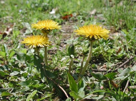 タンポポ・蒲公英　咲く風景 タンポポ,自然風景,暖かいの写真素材