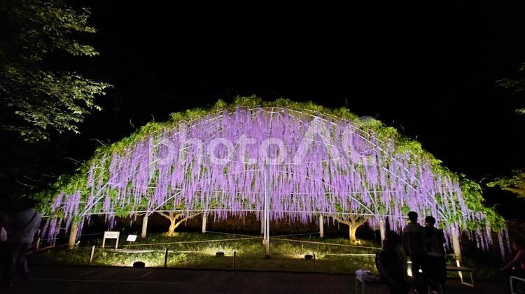 ライトアップの大藤ドーム 観光地,風景,藤の写真素材