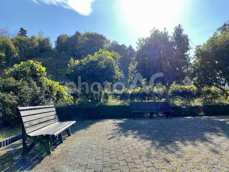 秋の朝の公園 ベンチ,木,公園の写真素材