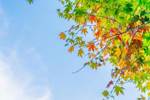 色づき始めた紅葉と秋の空 色づき始めた紅葉と秋の空の写真