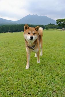 柴犬 柴犬