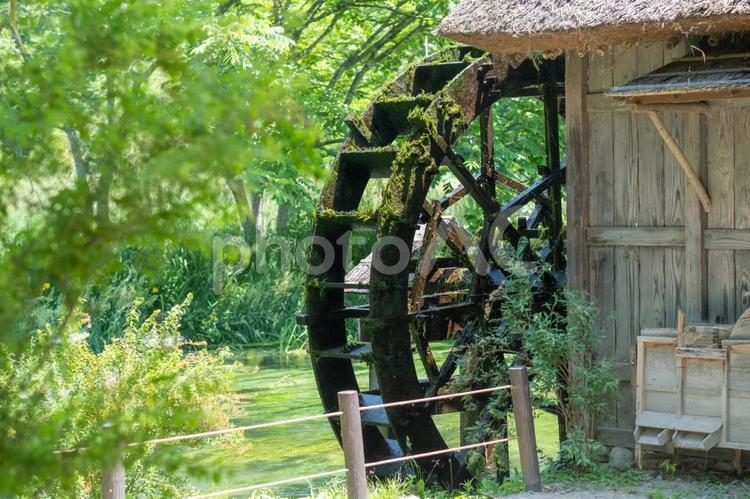 大王わさび農場の水車 水車,大王わさび農場,長野県の写真素材