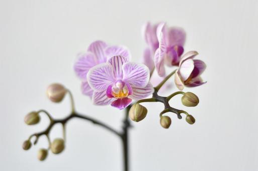 胡蝶蘭 コチョウラン 胡蝶蘭 コチョウランの写真