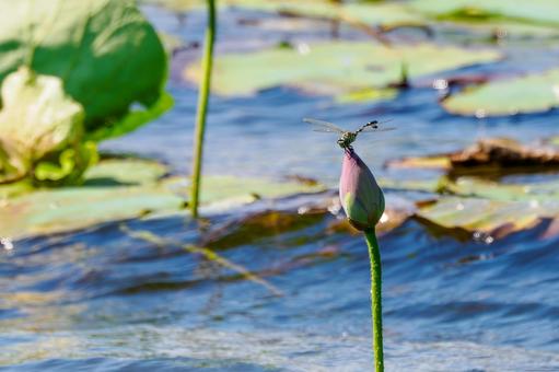 Photo, dragonfly, uchiwayanma, insect, 