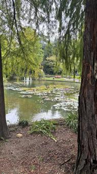 自然 自然,緑,公園の写真素材