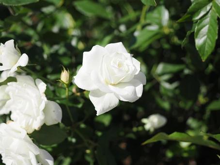 バラ園にて白い薔薇を撮った写真 バラ園にて白い薔薇を撮った写真の写真
