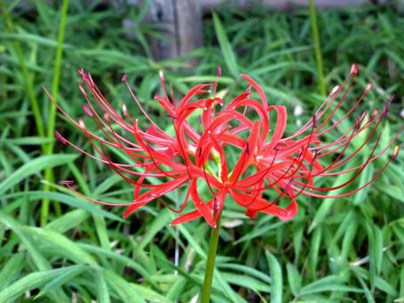 草地の中で開花したヒガンバナ ヒガンバナ,花,植物の写真素材