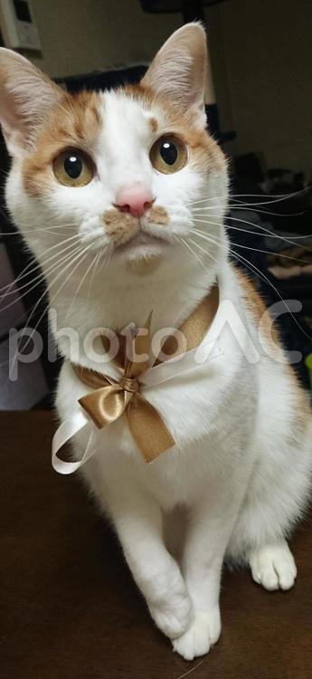 根子　おすまし 猫,リボン,おすましの写真素材