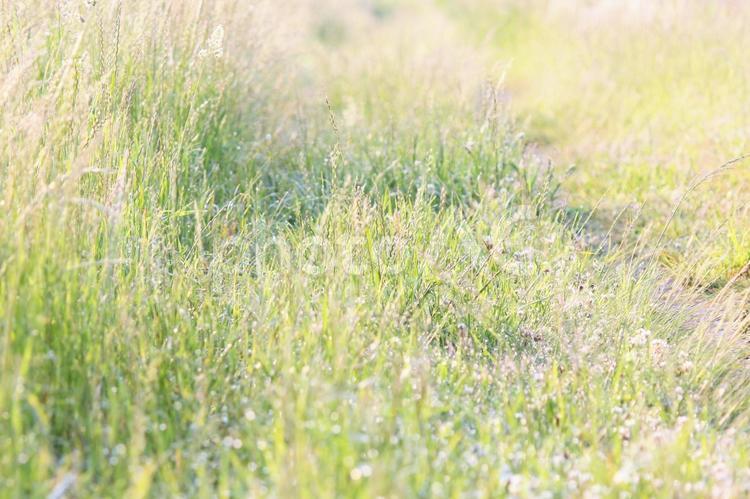 薄緑が眩しい初夏のあぜ道 薄緑が眩しい初夏のあぜ道,畦道,雑草の写真素材