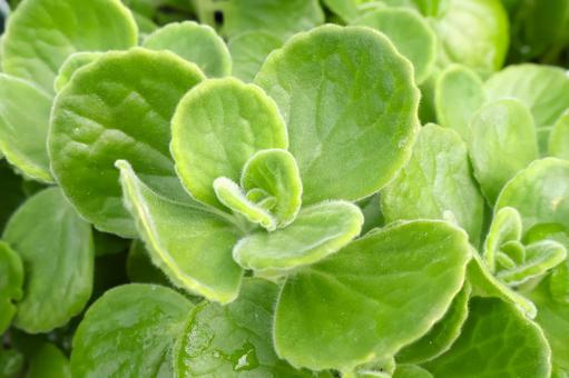 アロマティカスの葉　ハーブ　虫よけ アロマティカス,葉,ハーブの写真素材