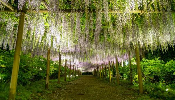藤棚に咲く満開の藤の花 藤棚に咲く満開の藤の花の写真