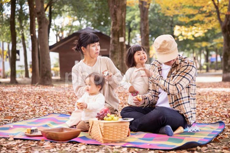 秋の公園でピクニックする家族・ファミリー 家族,公園,ファミリーの写真素材