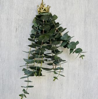 ユーカリ銀世界スワッグ ユーカリ銀世界スワッグ 植物,フレッシュスワッグ,ユーカリの写真素材