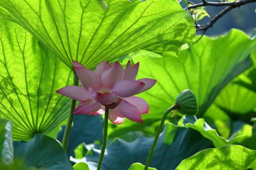 神聖な花 神聖な花の写真