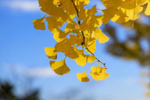 青空とイチョウの葉 イチョウ,銀杏,青空の写真素材