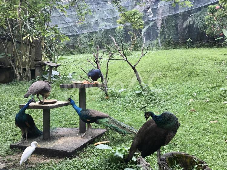 マレーシア、KLバードパークの鳥たち 海外,アジア,マレーシアの写真素材