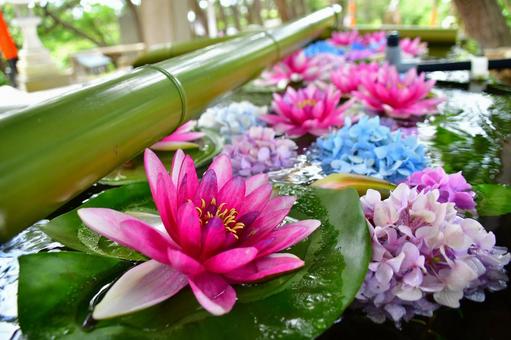 睡蓮と紫陽花の花手水 睡蓮と紫陽花の花手水 高山稲荷神社,睡蓮,紫陽花の写真素材