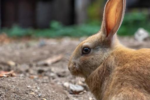 うさぎ2 うさぎ,大久野島,動物の写真素材
