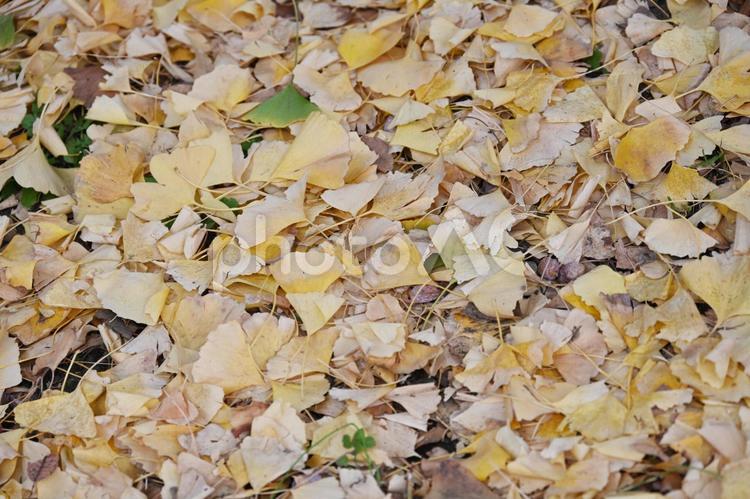 落ち葉・紅葉・秋のイメージ：背景素材テクスチャ 落ち葉,秋,紅葉の写真素材