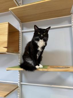 タキシード猫・靴下猫 猫,ペット,かわいいの写真素材