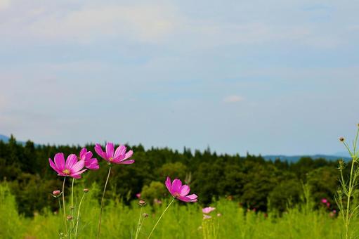 コスモス24 コスモス24 自然,景色,風景の写真素材